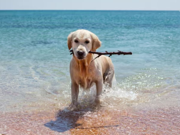 Dog swept out to sea: what UK beach walkers should do