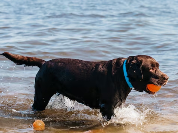 Dog swimming on UK beaches: seasonal bans and local council rules