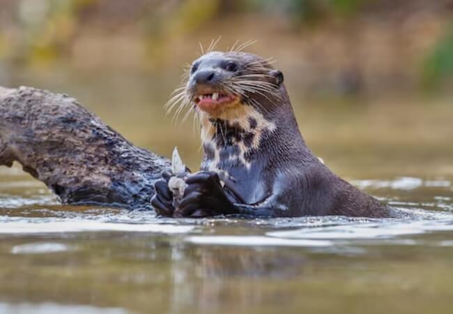 Wild Otter Attack At Lake Tahoe Sends Swim Instructor To Er With Stitches